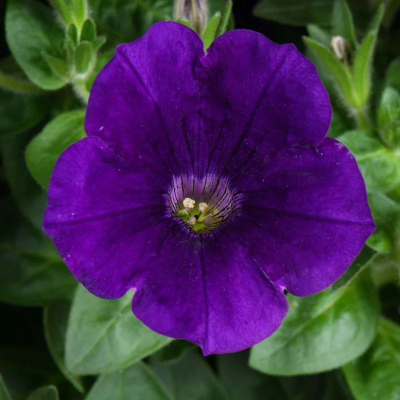 Petunia x hybrida Série Capella™ - Pétunia Capella™