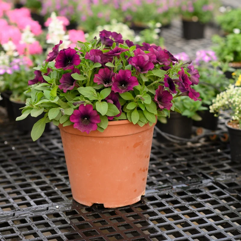 Petunia x hybrida Série Capella™ - Pétunia Capella™