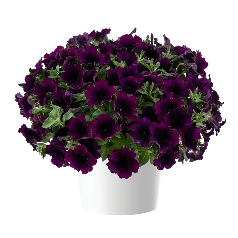 Petunia x hybrida Série Capella™ - Pétunia Capella™