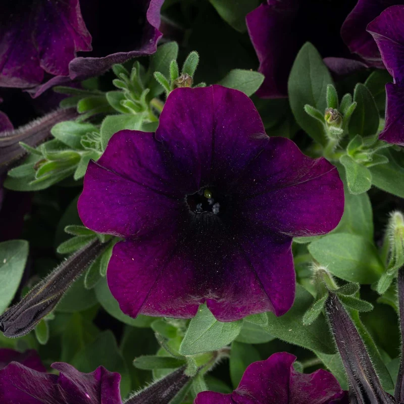 Petunia x hybrida Série Capella™ - Pétunia Capella™