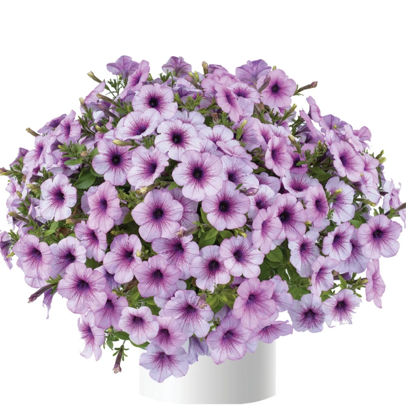 Petunia x hybrida Série Capella™ - Pétunia Capella™