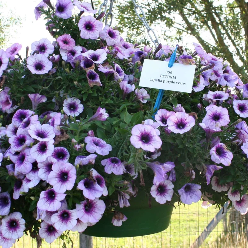 Petunia x hybrida Série Capella™ - Pétunia Capella™