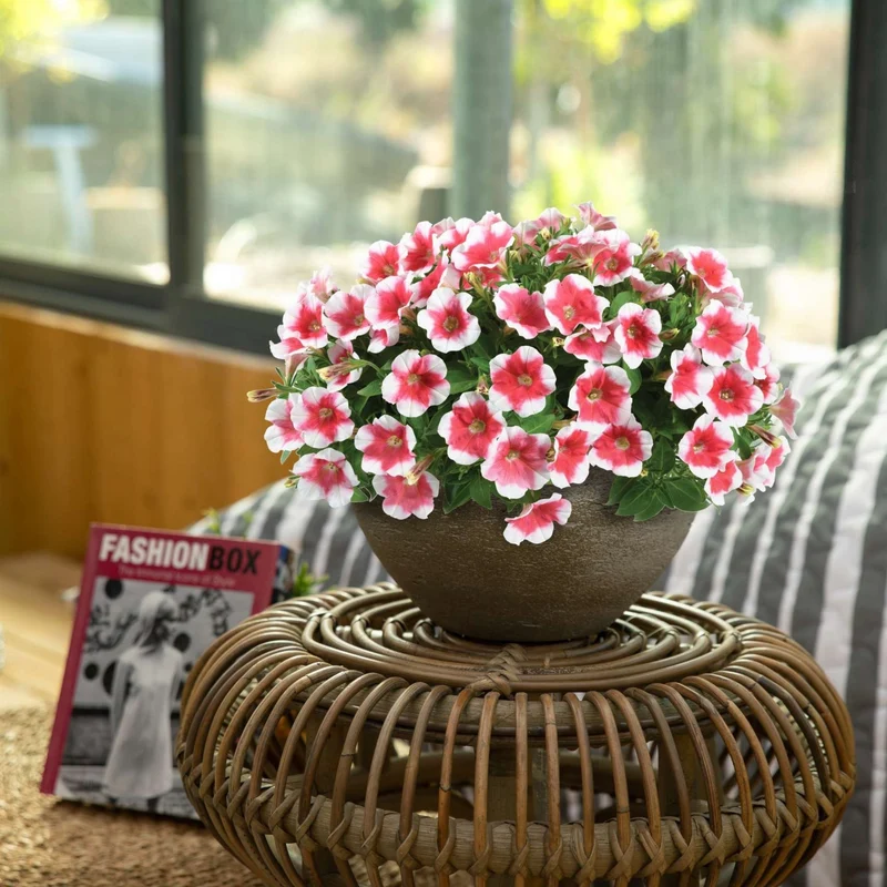 Petunia x hybrida Série Capella™ - Pétunia Capella™