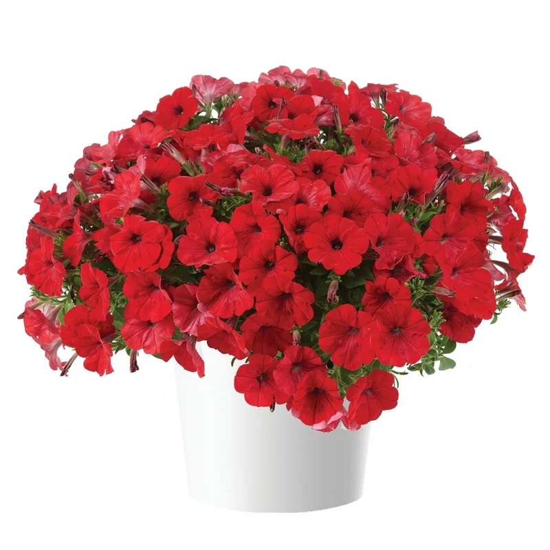 Petunia x hybrida Série Capella™ - Pétunia Capella™