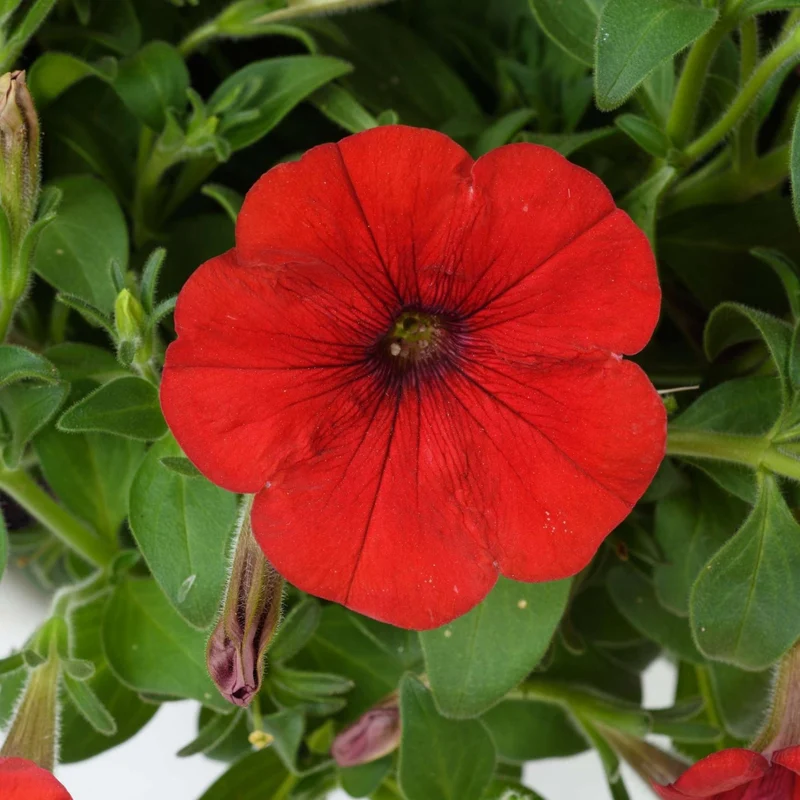Petunia x hybrida Série Capella™ - Pétunia Capella™