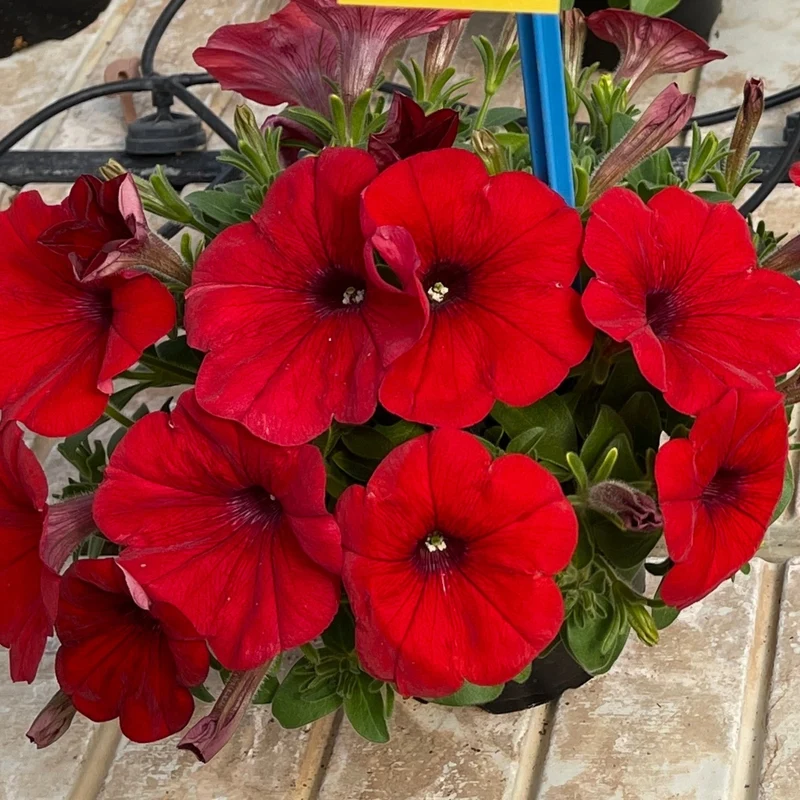 Petunia x hybrida Série Capella™ - Pétunia Capella™