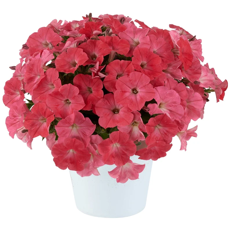 Petunia x hybrida Série Capella™ - Pétunia Capella™