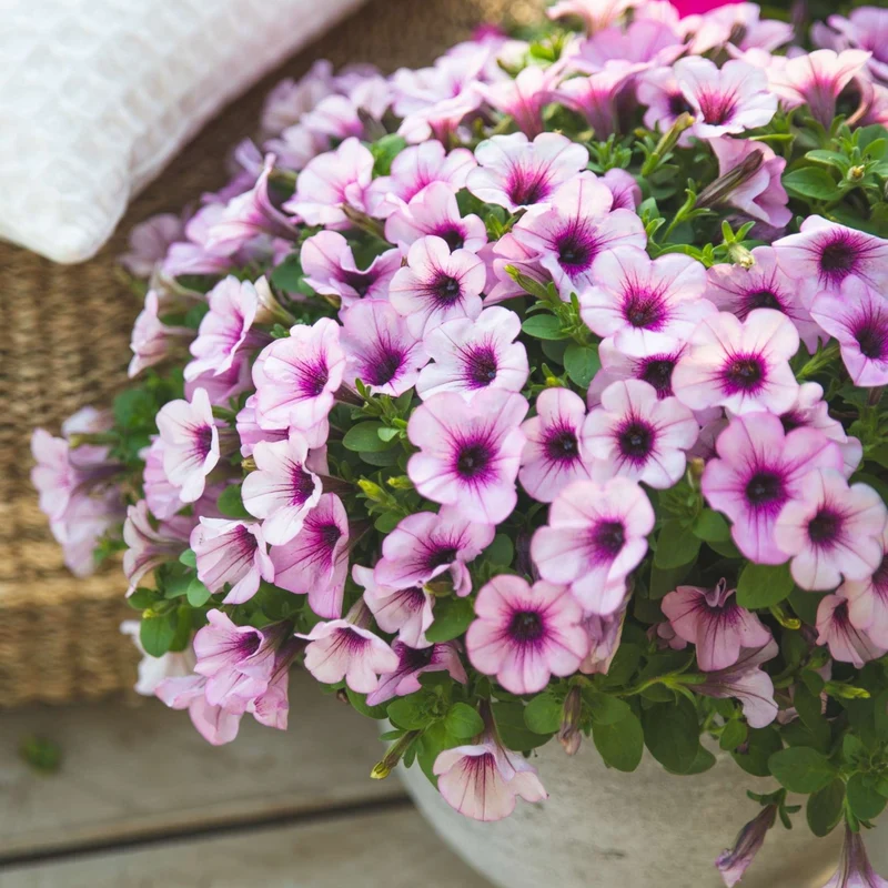 Petunia x hybrida Série Capella™ - Pétunia Capella™