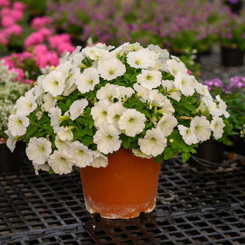 Petunia x hybrida Série Capella™ - Pétunia Capella™