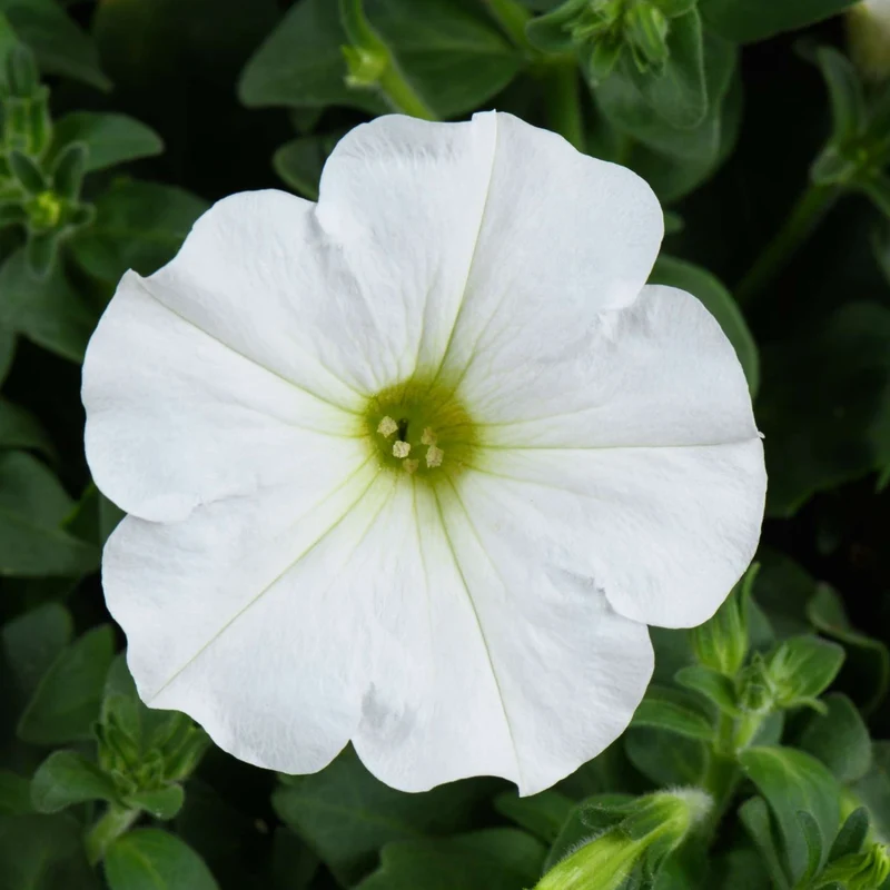 Petunia x hybrida Série Capella™ - Pétunia Capella™