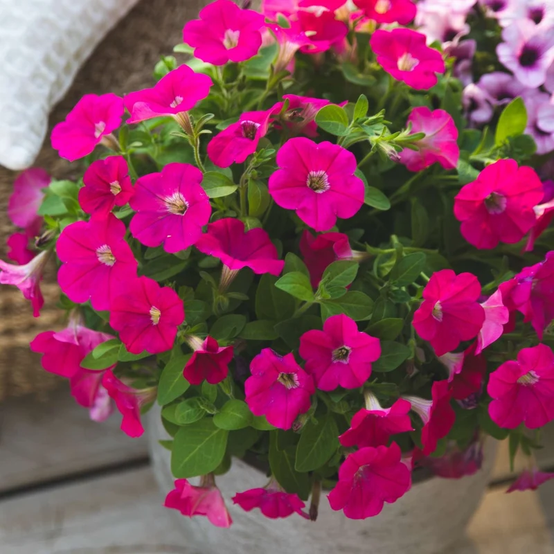 Petunia x hybrida Série Capella™ - Pétunia Capella™