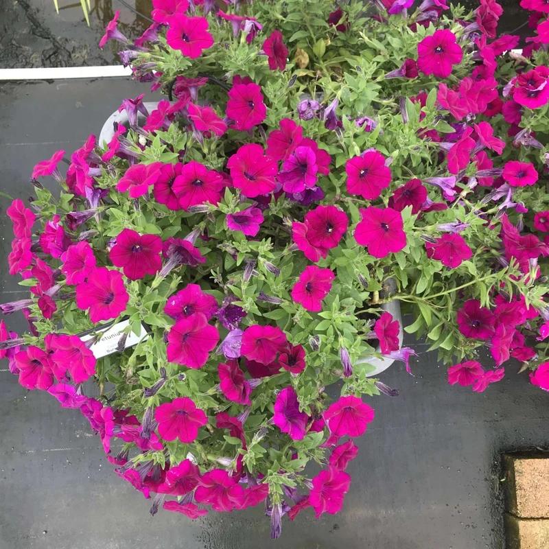 Petunia x hybrida Série Capella™ - Pétunia Capella™