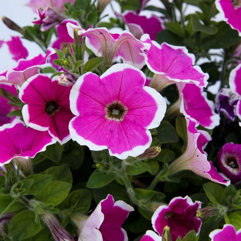 Petunia x hybrida Série Capella™ - Pétunia Capella™