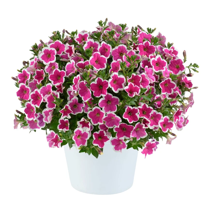 Petunia x hybrida Série Capella™ - Pétunia Capella™