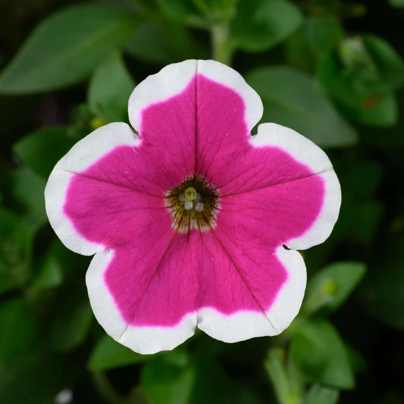 Petunia x hybrida Série Capella™ - Pétunia Capella™
