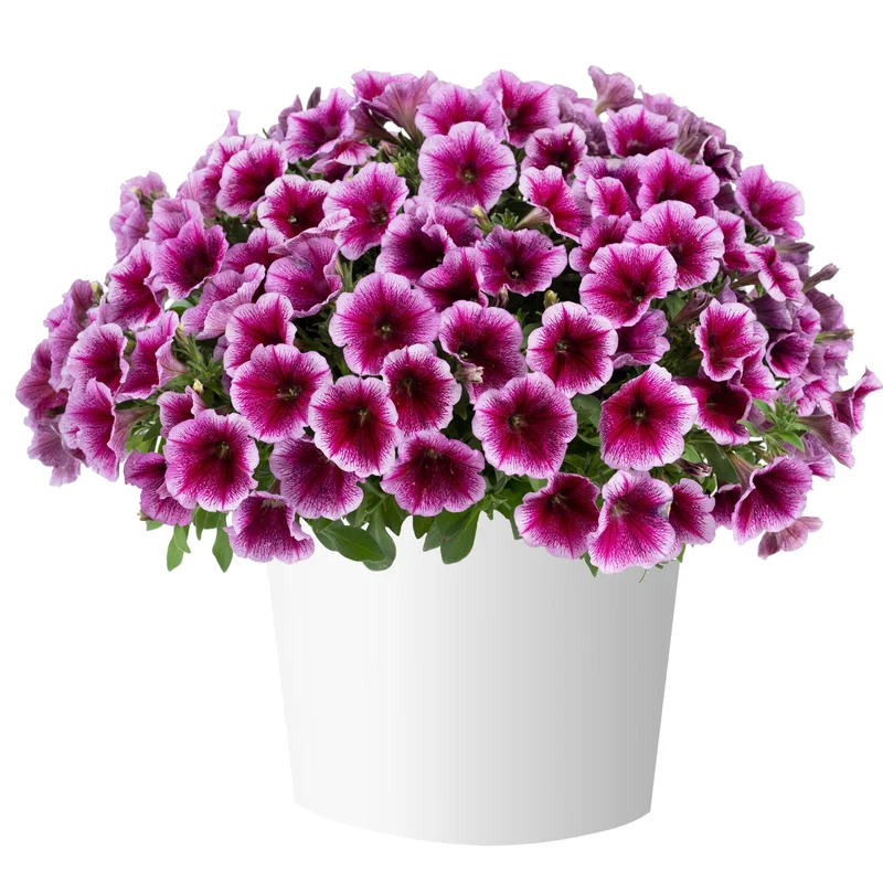 Petunia x hybrida Série Capella™ - Pétunia Capella™