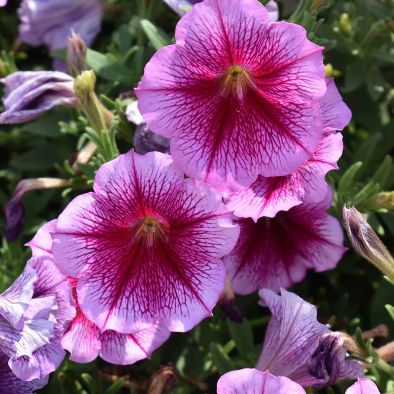 Petunia x hybrida Série Capella™ - Pétunia Capella™