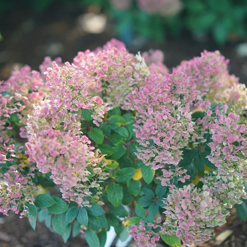 Hydrangea paniculata ‘TINY QUICK FIRE®’ - Hydrangée paniculée TINY QUICK FIRE®