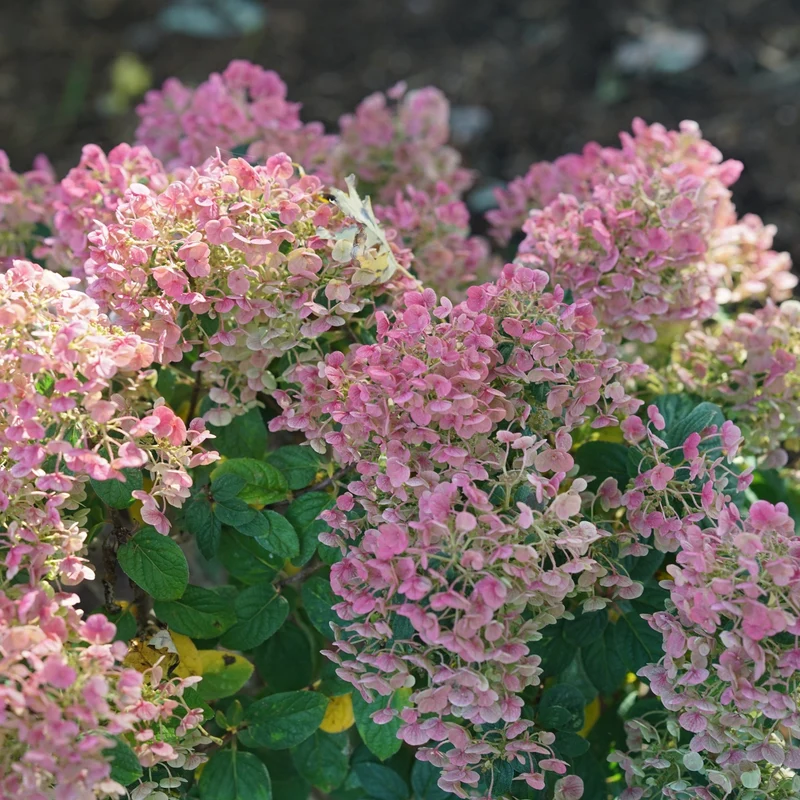 Hydrangea paniculata ‘TINY QUICK FIRE®’ - Hydrangée paniculée TINY QUICK FIRE®