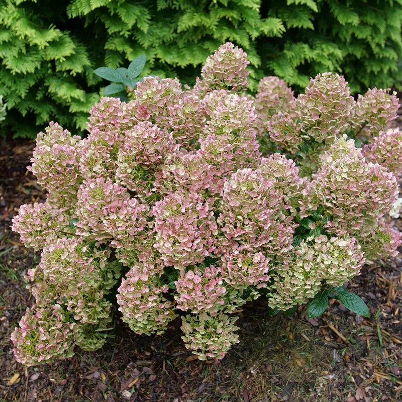 Hydrangea paniculata ‘TINY QUICK FIRE®’ - Hydrangée paniculée TINY QUICK FIRE®