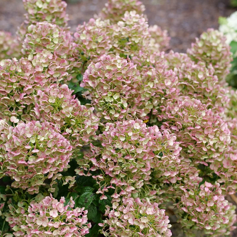 Hydrangea paniculata ‘TINY QUICK FIRE®’ - Hydrangée paniculée TINY QUICK FIRE®
