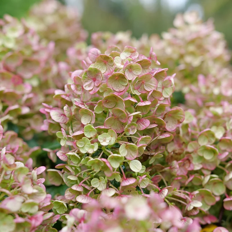 Hydrangea paniculata ‘TINY QUICK FIRE®’ - Hydrangée paniculée TINY QUICK FIRE®