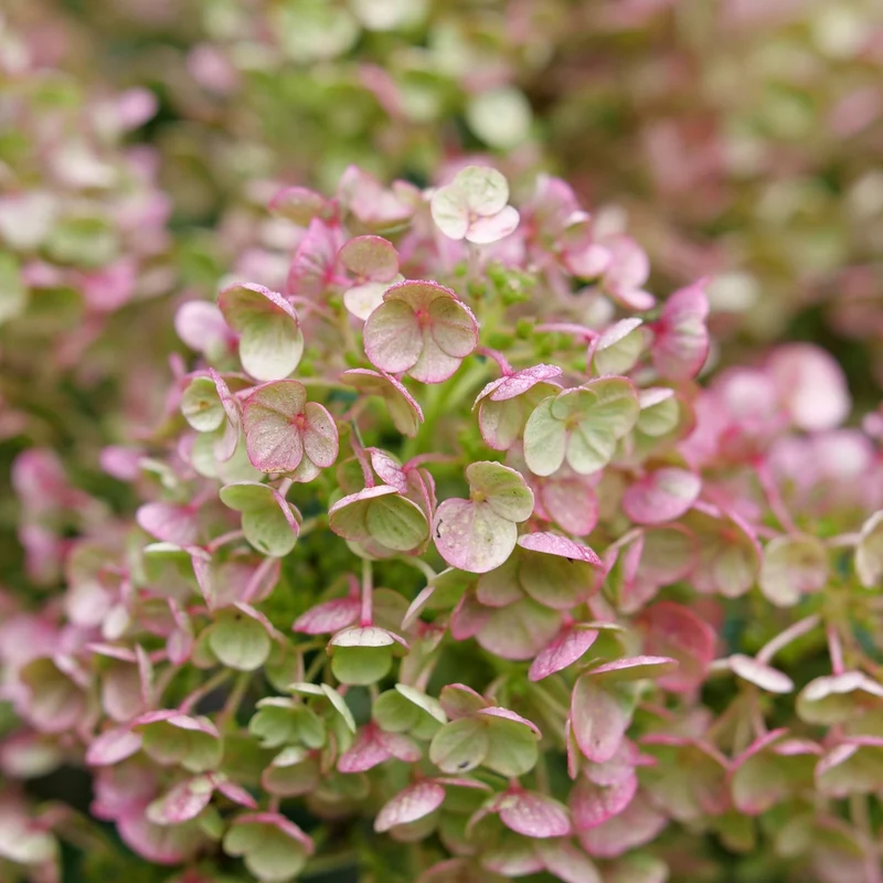 Hydrangea paniculata ‘TINY QUICK FIRE®’ - Hydrangée paniculée TINY QUICK FIRE®