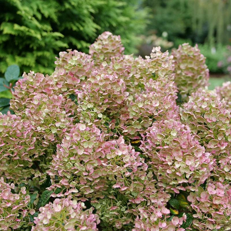 Hydrangea paniculata ‘TINY QUICK FIRE®’ - Hydrangée paniculée TINY QUICK FIRE®