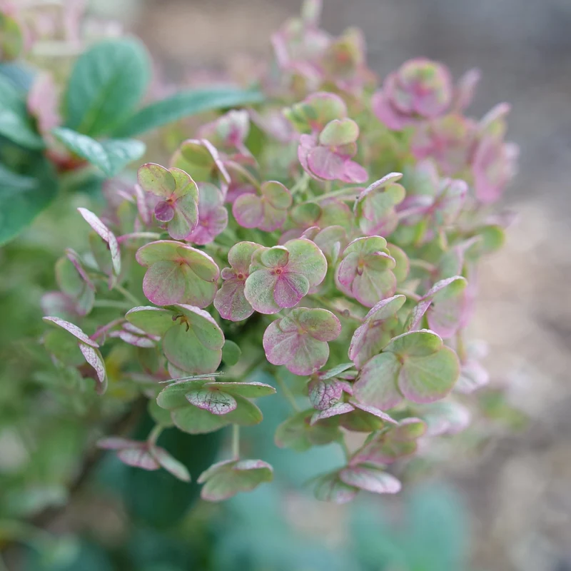 Hydrangea paniculata ‘TINY QUICK FIRE®’ - Hydrangée paniculée TINY QUICK FIRE®