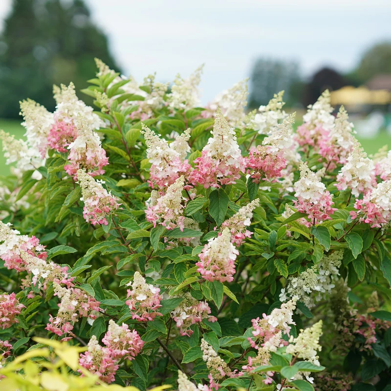 Hydrangea paniculata 'Pinky Winky'® – Hydrangée paniculée 'Pinky Winky'®