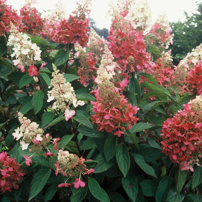 Hydrangea paniculata 'Pinky Winky'® – Hydrangée paniculée 'Pinky Winky'®