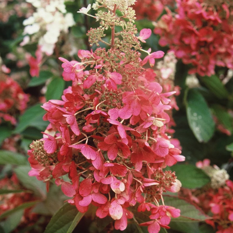 Hydrangea paniculata 'Pinky Winky'® – Hydrangée paniculée 'Pinky Winky'®