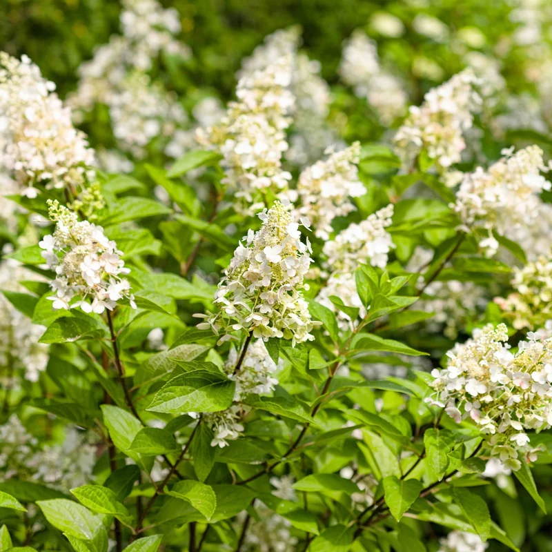 Hydrangea paniculata 'Pinky Winky'® – Hydrangée paniculée 'Pinky Winky'®