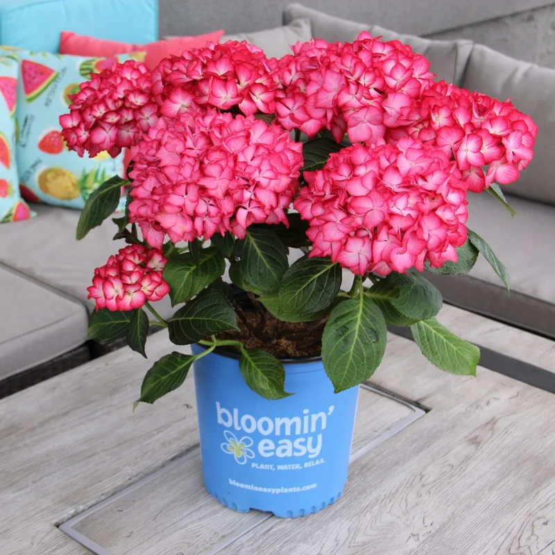 Hydrangea macrophylla KIMONO™ – Hydrangée 'Kimono'