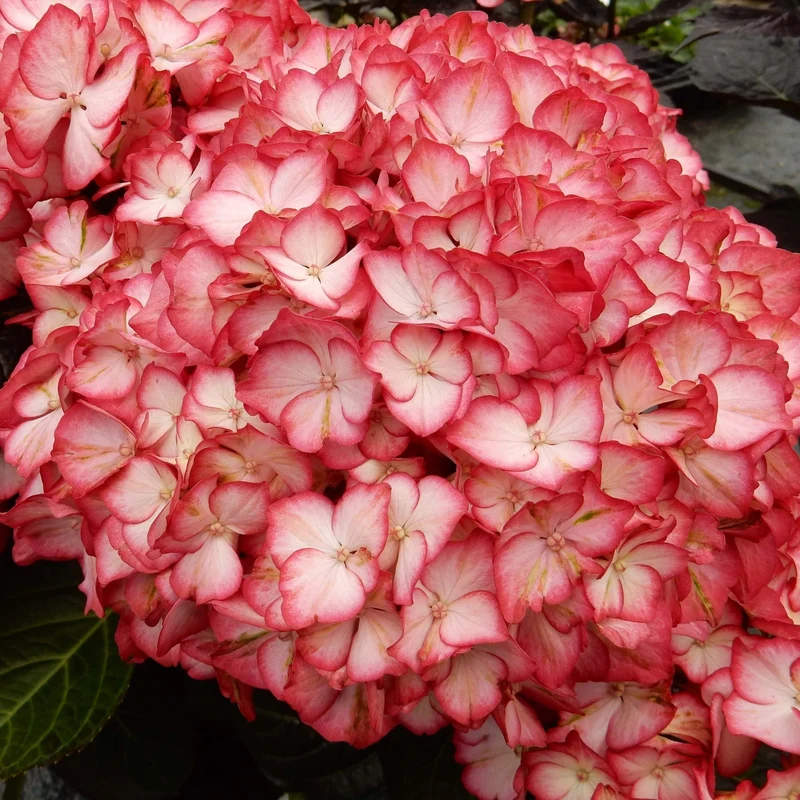 Hydrangea macrophylla KIMONO™ – Hydrangée 'Kimono'