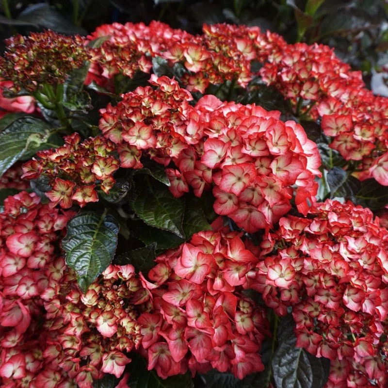 Hydrangea macrophylla KIMONO™ – Hydrangée 'Kimono'