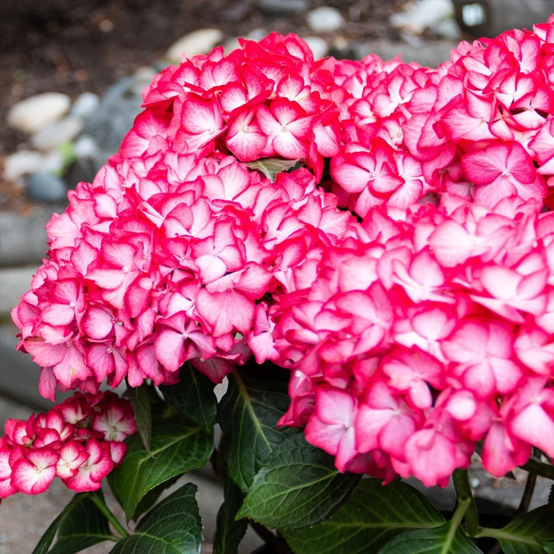 Hydrangea macrophylla KIMONO™ – Hydrangée 'Kimono'