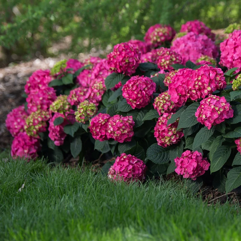 Hydrangea Endless Summer® Pop Star® - Hydrangée à grandes feuilles