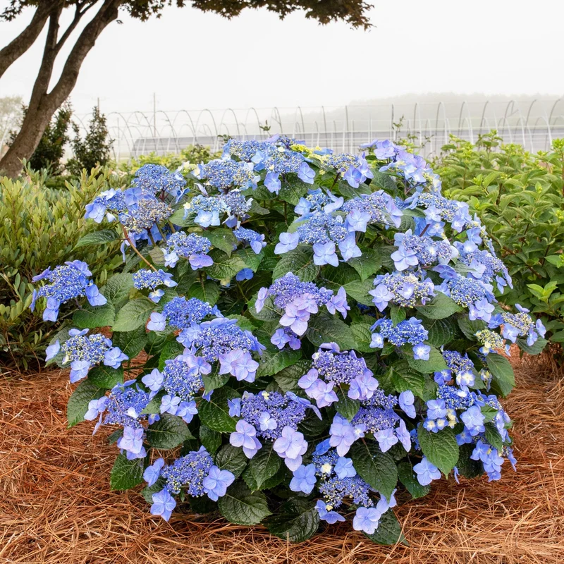 Hydrangea Endless Summer® Pop Star® - Hydrangée à grandes feuilles