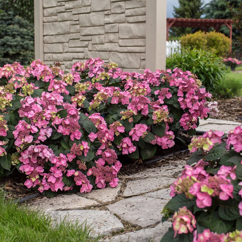 Hydrangea Endless Summer® Pop Star® - Hydrangée à grandes feuilles
