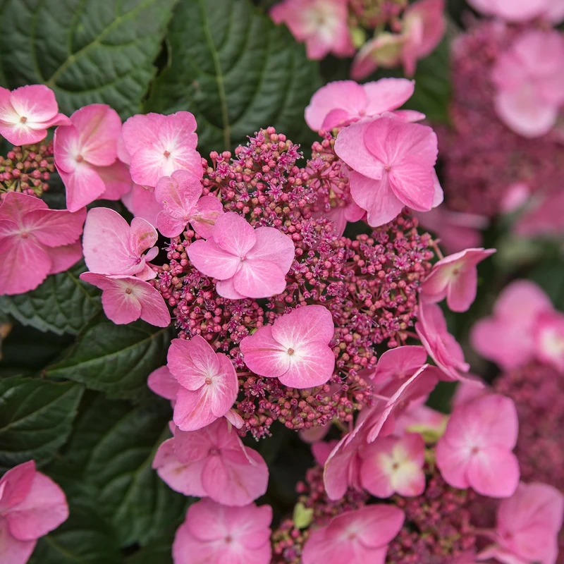Hydrangea Endless Summer® Pop Star® - Hydrangée à grandes feuilles