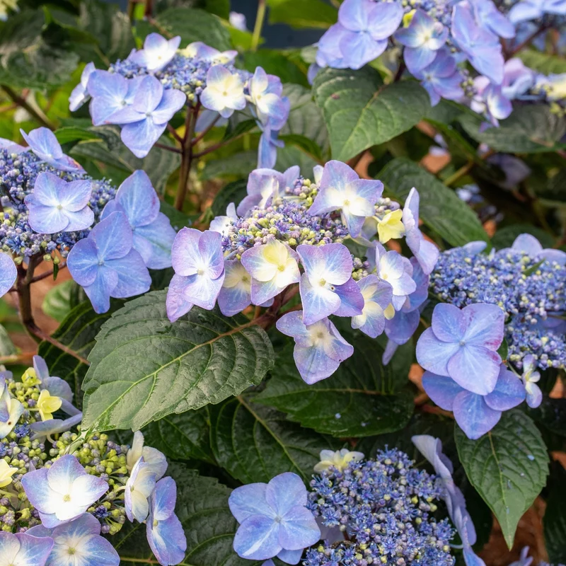 Hydrangea Endless Summer® Pop Star® - Hydrangée à grandes feuilles