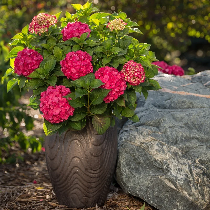 Hydrangea Endless Summer® Pop Star® - Hydrangée à grandes feuilles