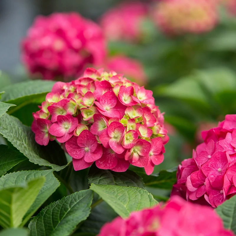 Hydrangea Endless Summer® Pop Star® - Hydrangée à grandes feuilles