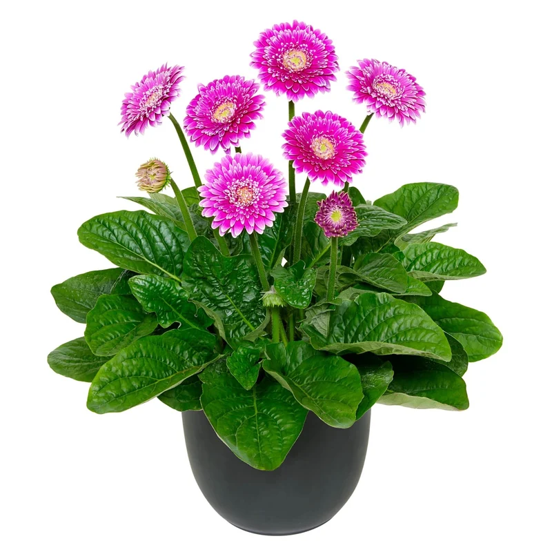 Gerbera Garvinea® Série Sweet