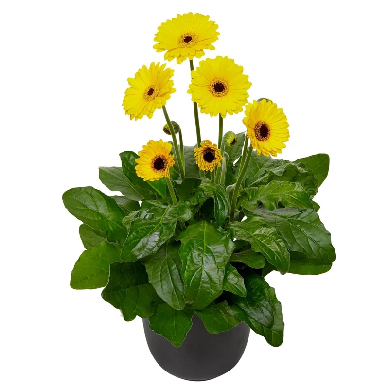 Gerbera Garvinea® Série Sweet