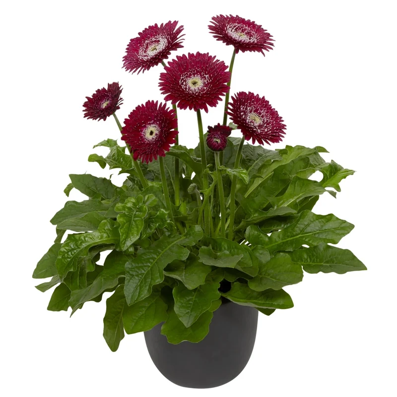 Gerbera Garvinea® Série Sweet