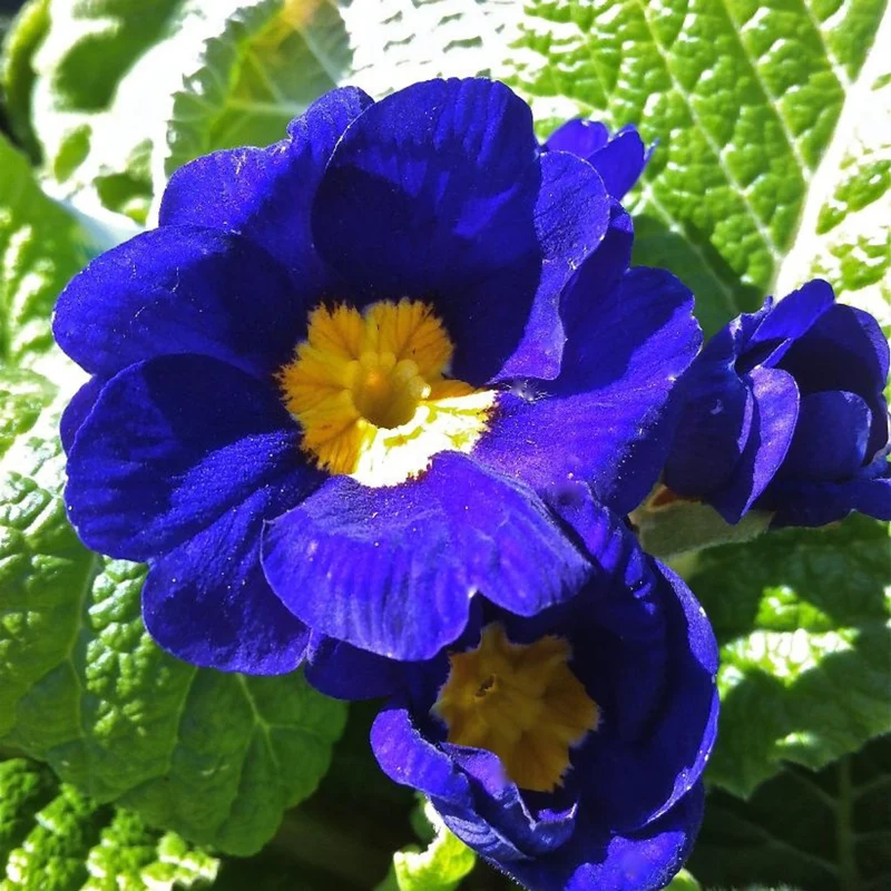 Primevère 'Pacific Giant Bleu'