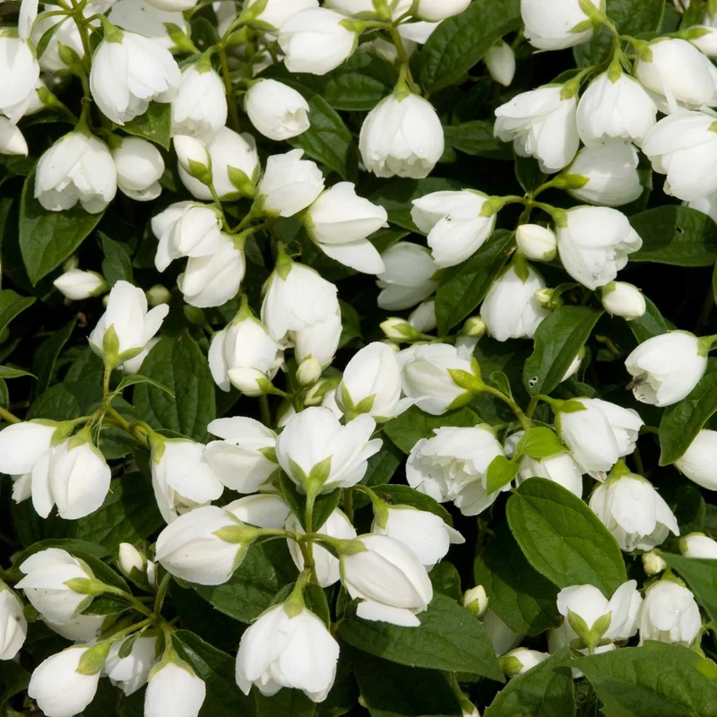 Seringat des jardins 'Snowbelle'