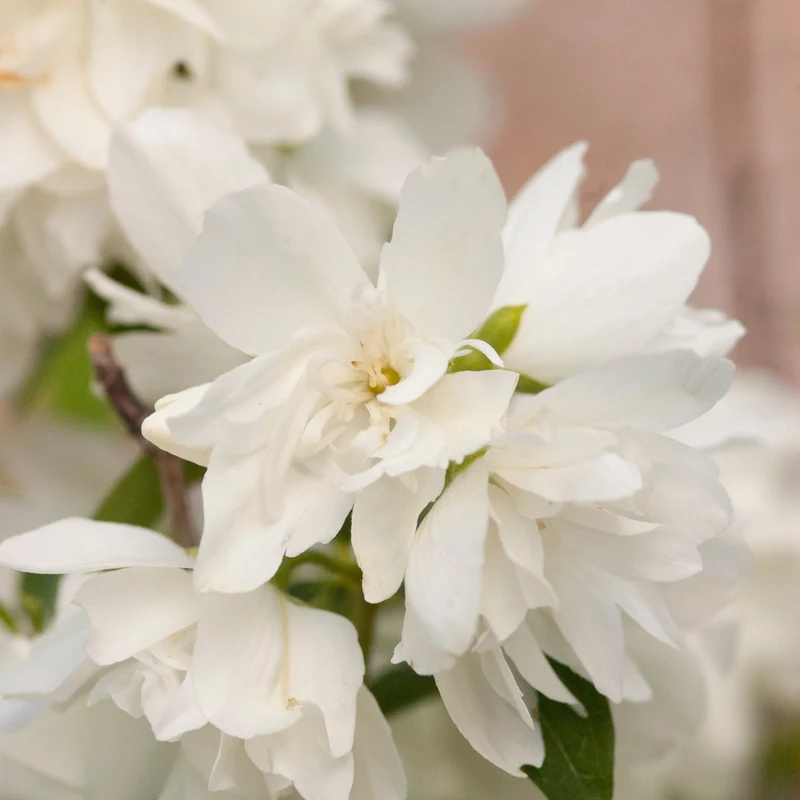 Seringat des jardins 'Snowbelle'
